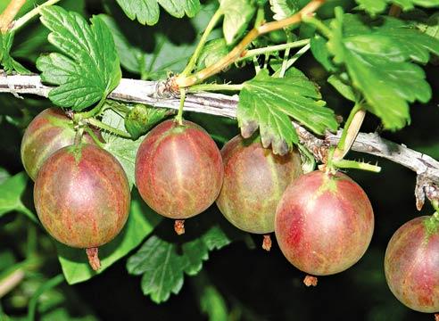 Крыжовник сорт нежный Крыжовник сорт нежный