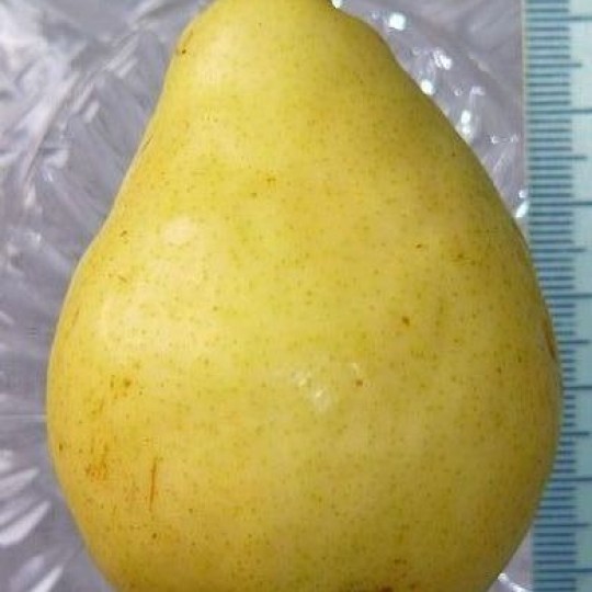Груша ларинская выращивание 22