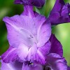 Каталог растений Садовая Коллекция 2018: саженцы, луковицы, корневище ...