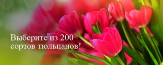 Интернет-магазин семян, цветов и саженцев Процветок. Купить семена ...