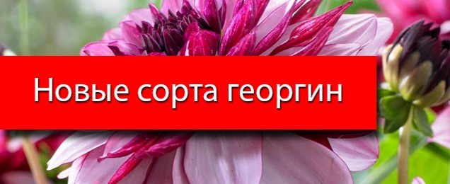 Купить саженцы, луковицы, корневища в России, заказать дешево почтой в ...