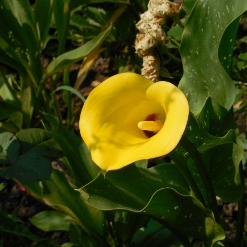 Zantedeschia Black  Magic plant  care and cultivation 