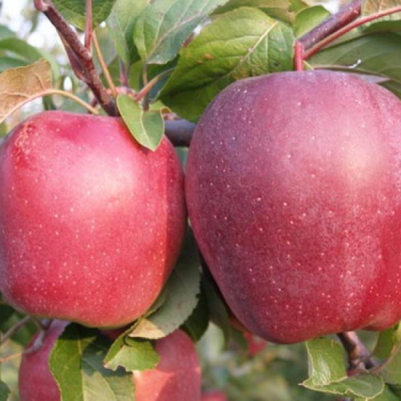  Apple  tree Gloster  types and varieties Apple  tree Gloster  