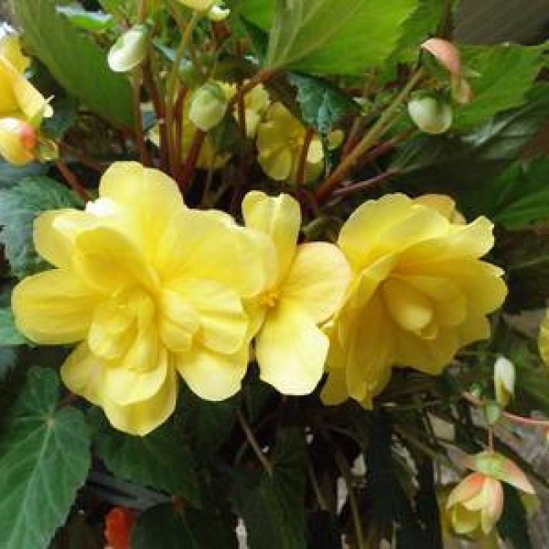 Begonia Multiflora maxima Yellow plant, care and cultivation. Begonia