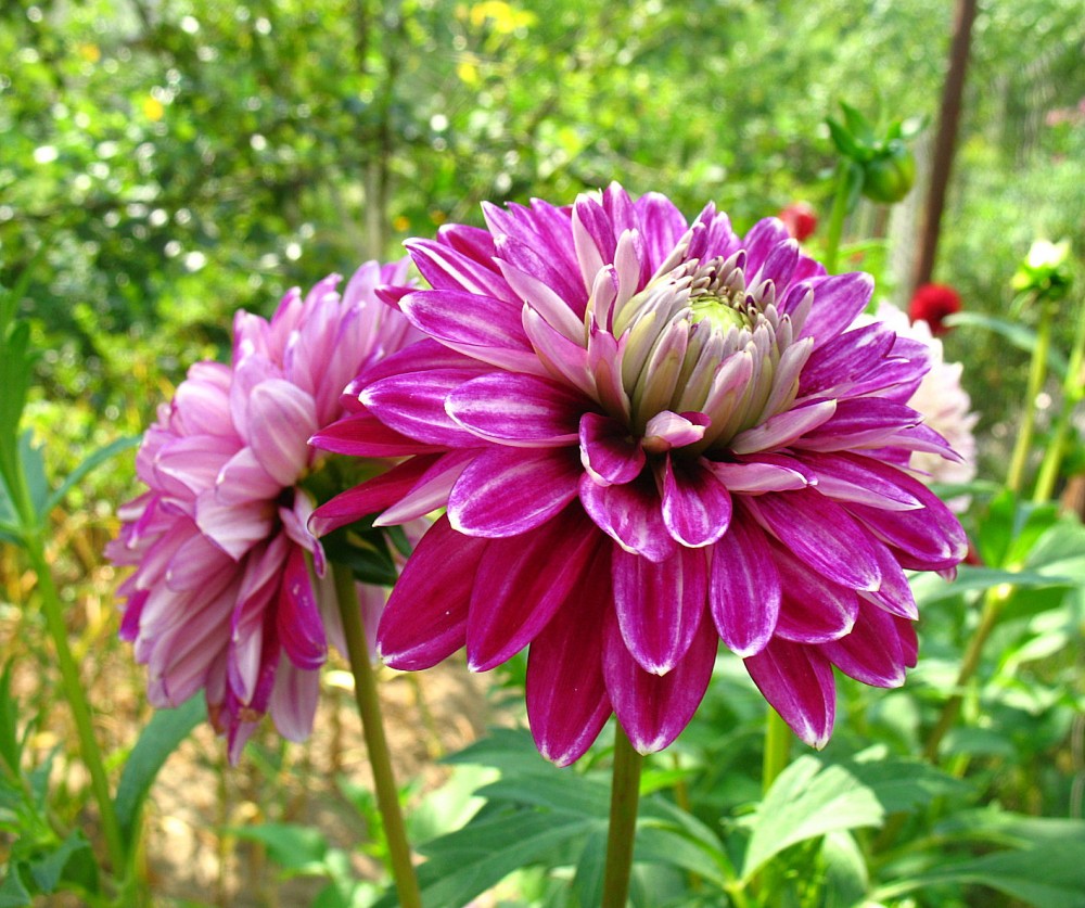 Dahlia Optic Illusion - plant, care and cultivation. Dahlia Optic