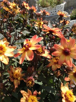 Садовая энциклопедия. Энциклопедия садовых растений. Каталог растений.